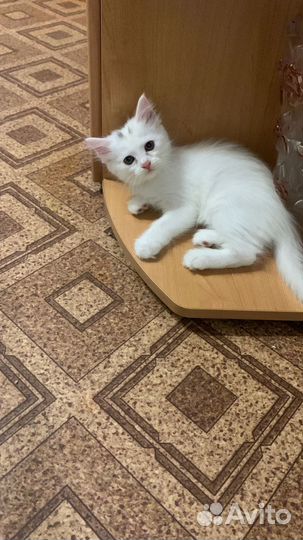 Кошка в дар