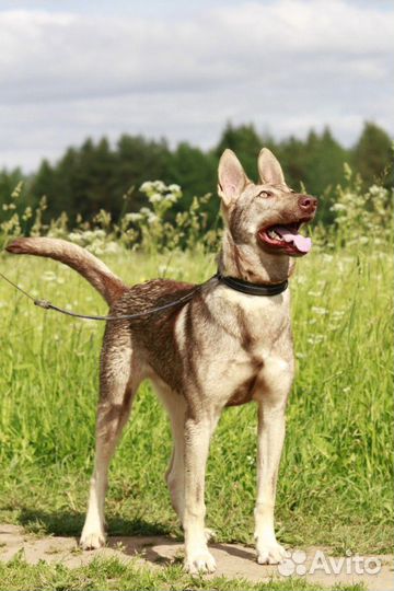 Приютская собачка