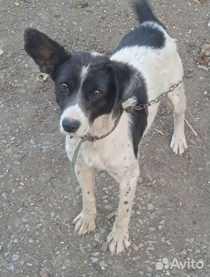 Отдам собаку бесплатно. Самовывоз