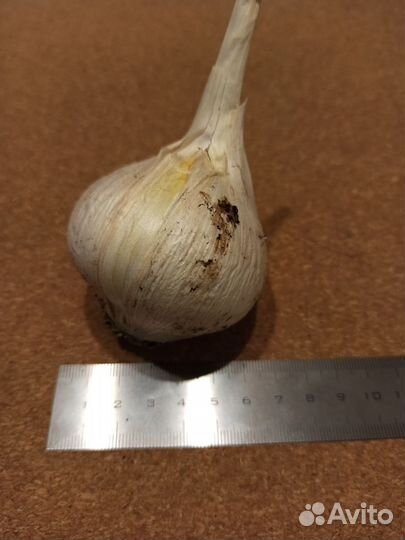 Лук-чеснок «Рокамболь»