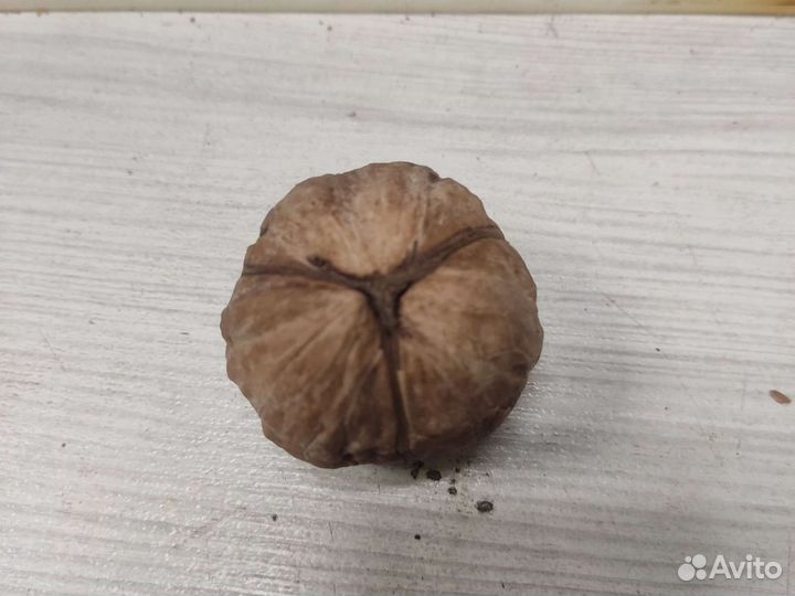 Трехстворчатый грецкий орех