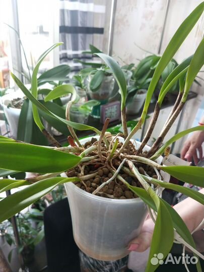 Орхидеи(разные)