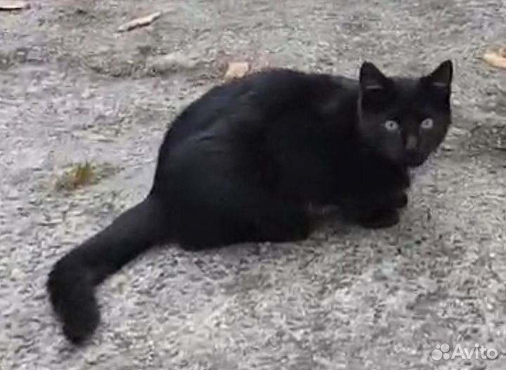 Котёнок черный 4 месяца