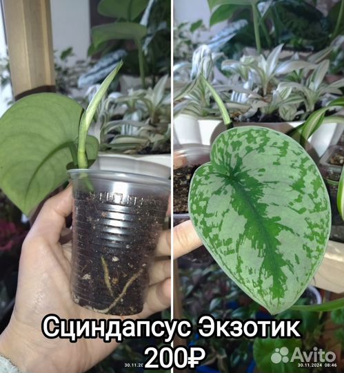Сциндапсус экзотика, Пиктус, сингониум