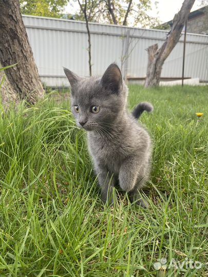 Котенок мальчик серый