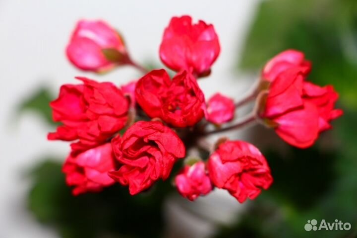 Пеларгонии и др. комнатные и экзотические растения