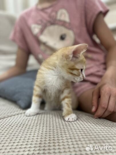 Котенок в добрые руки