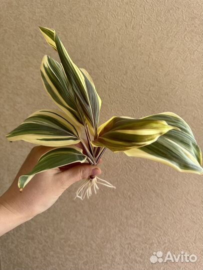 Кордилина Шоколадная Королева