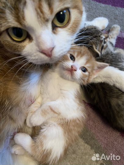 Котенок в добрые руки