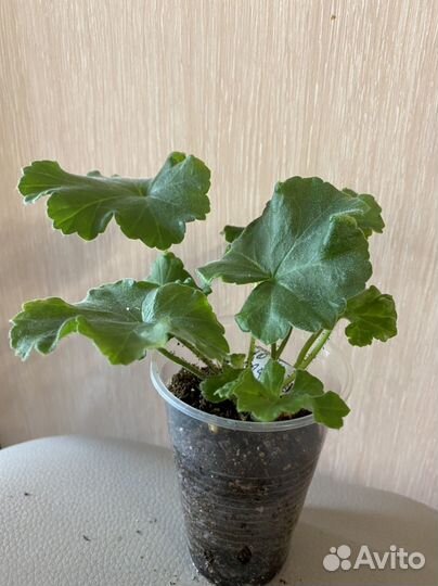 Пеларгония -герань