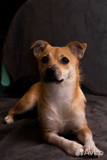 Щенок девочка Кико в добрые ручки