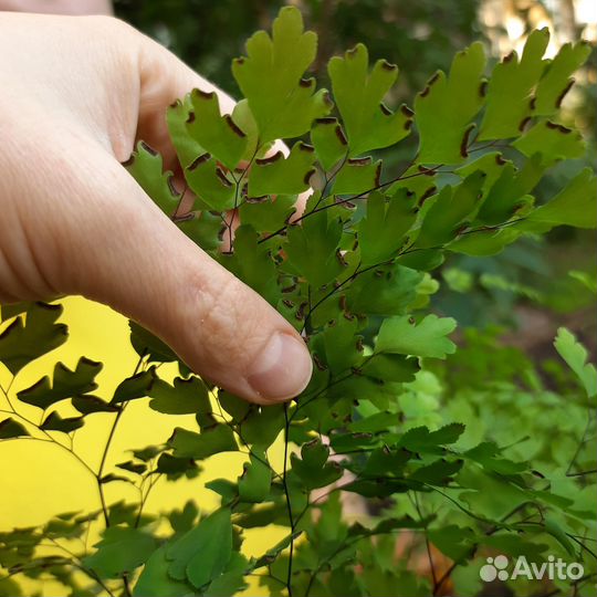 Папоротник Адиантум