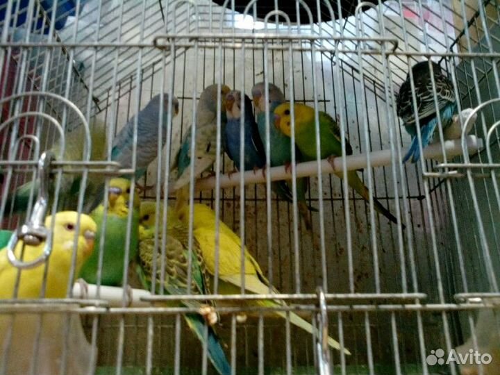 Попугаи волнистые и клетки
