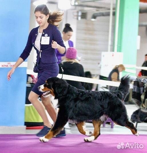 Услуги кинолога