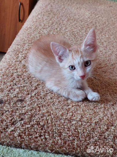 Милый персиковый котёнок