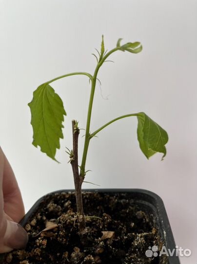 Гибискус китайская роза