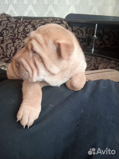 Шарпейчики