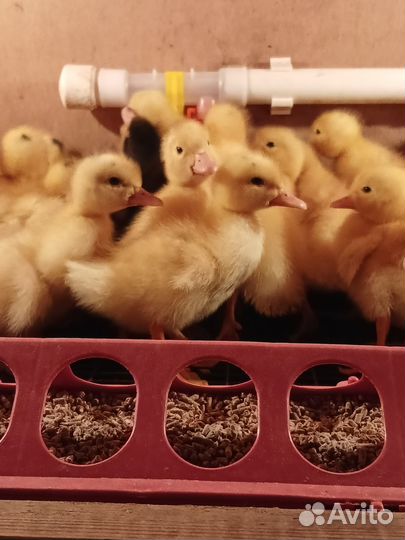 Утята муларды и др