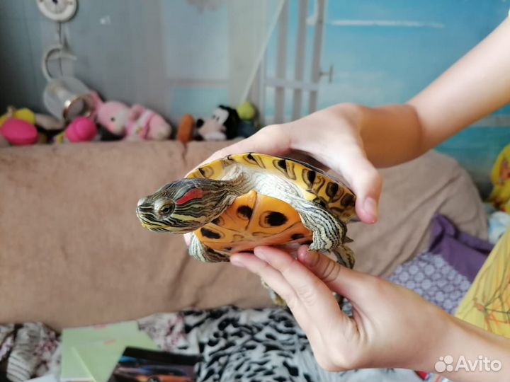 Красноухая черепаха