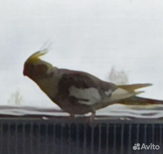 Попугай корелла мальчик