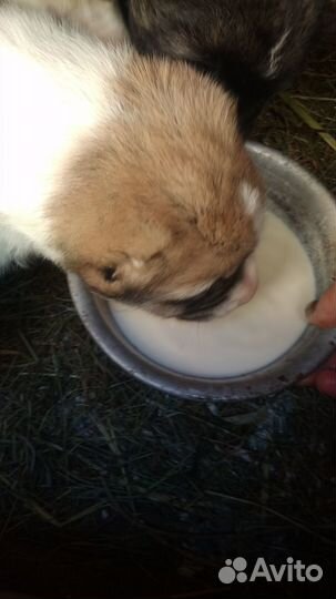 Щенки алабая