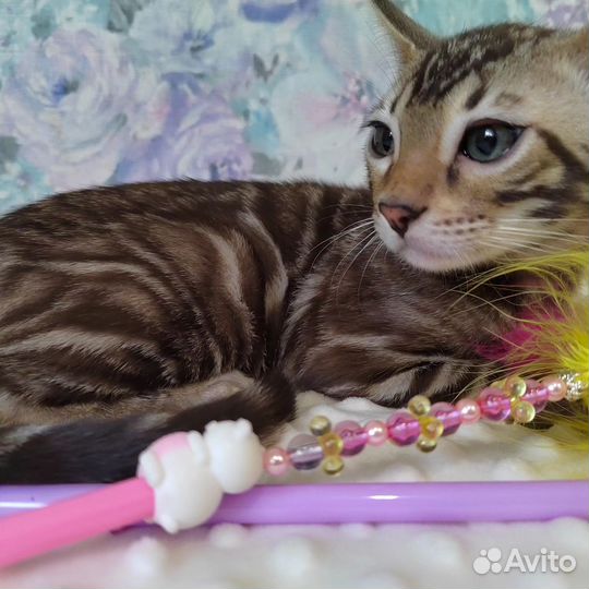 Бенгальский котенок