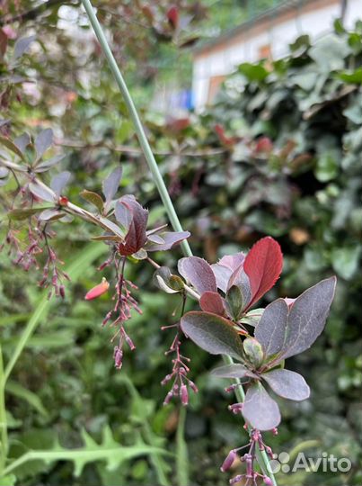 Саженцы барбариса