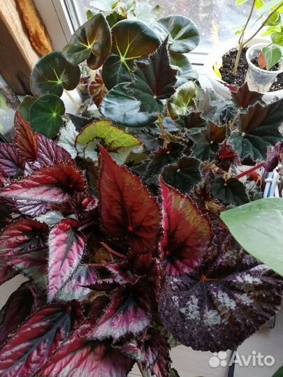 Бегония декоративно лиственная почтой