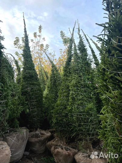 Сосна из питомника 6.55 М