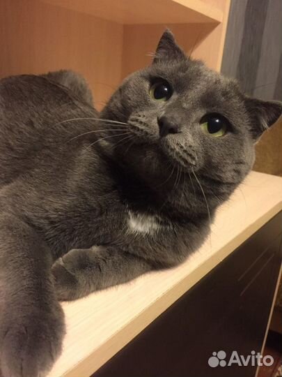 Вязка(британец)