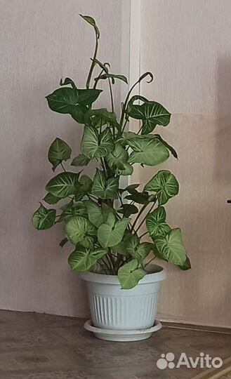 Сингониум вайт баттерфляй