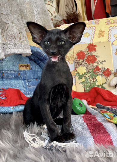 Второй черный мальчишка