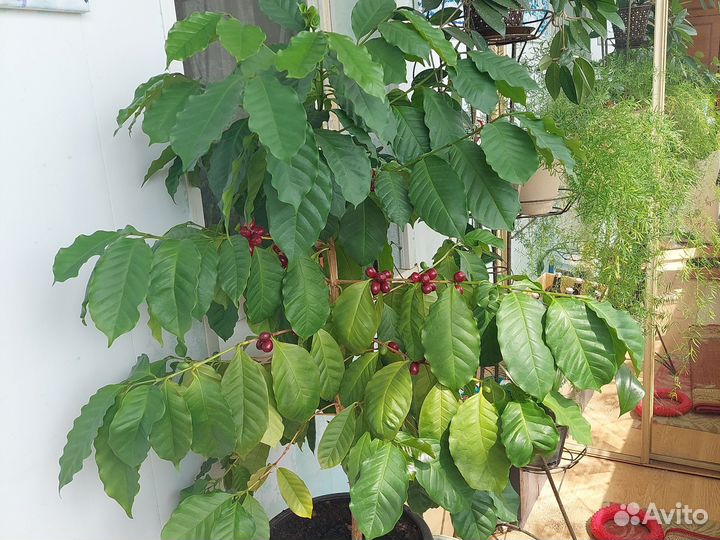 Укорененные черенки лимона и кофе