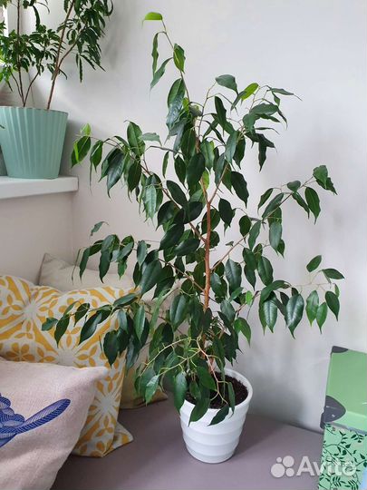 Фикус Бенджамина Даниэль с горшком