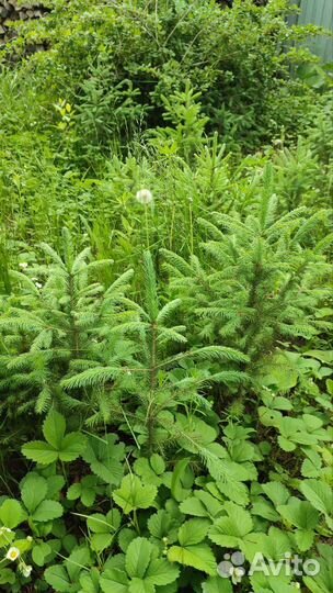 Саженцы ель голубая