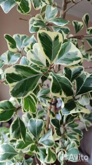 Фикус триангулярис