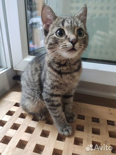 Боря котенок