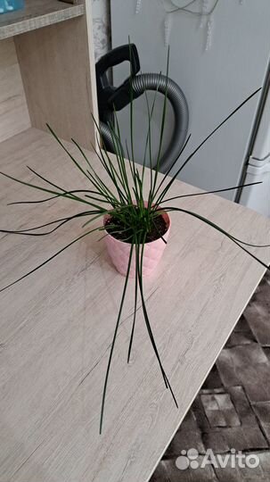 Зефирантес (выскочка)