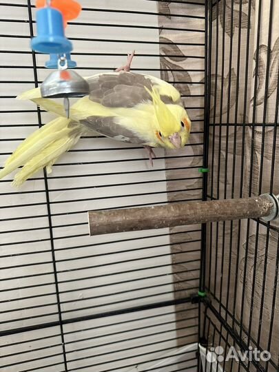 Птенец корелла