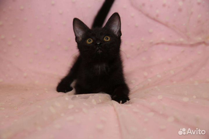 Черный котенок в добрые руки