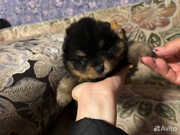 Чистокровные шпицы