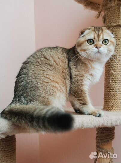 Красотка в золотистой шубке