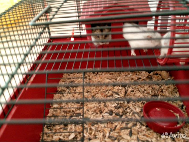 Сирийский хомяк джунгарский хомяк