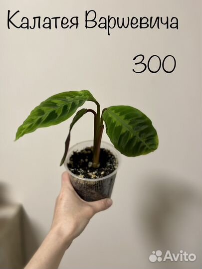 Калатея разные виды