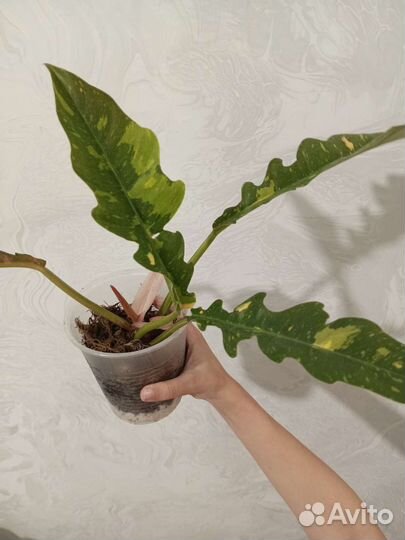 Филодендрон ринг оф файер