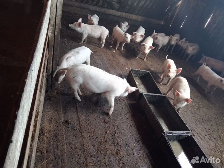 Поросенок ландрас