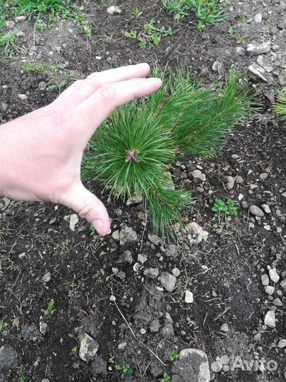 Горная сосна