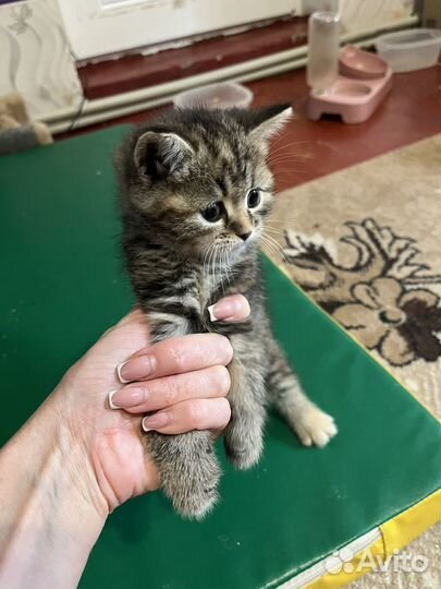 Котята