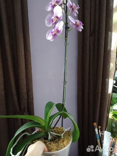 Орхидея фаленопсис