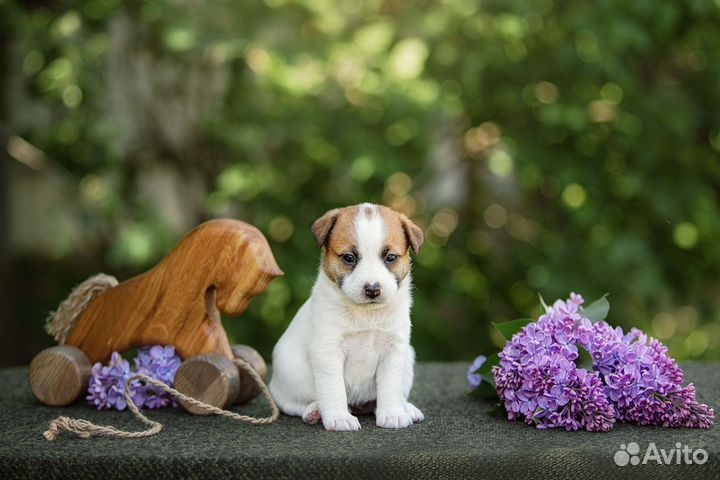 Щенки Джек Рассел Терьера